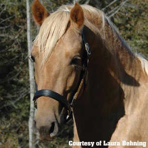 Colt Photo Courtesy Laura Behning