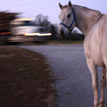 Are your horses safely contained?