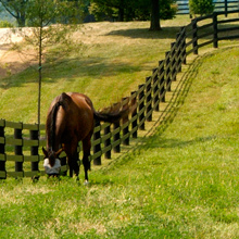Black Centaur Fencing, used to protect valuable horse assets