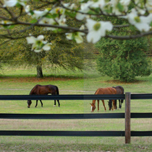 Black Centaur® HTP® 5" Rail Fence