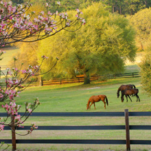 Black Centaur® HTP® Fencing that is Safer, Stronger, and Lasts Longer