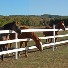 CenFlex® HTP® 5" Flexible Rail Fencing