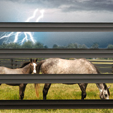 Stormcat Foal