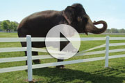 Centaur is Elephant Tough